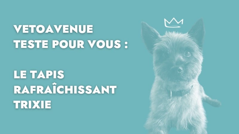 tapis rafraichissant-chat-chien-vetoavenue